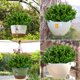 thumbnail image 4 of Plantas de vegetación artificial, arbustos de boj Lonicy, 20 unidades, 4 of 6