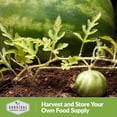 thumbnail image 6 of 3 Packs Orangeglo Watermelon Seeds - Non-GMO Heirloom Annual Full Sun Fruit, 6 of 6