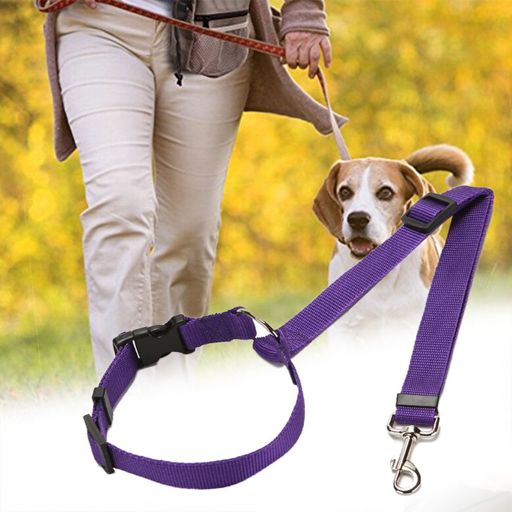 Principal 116+ imagen dog seat belt stuck in buckle In.thptnganamst