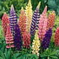 thumbnail image 4 of Better Homes & Gardens 1 Quart Lupine Multicolor Perennial Live Plants Outdoor Full Sun, 4 of 5