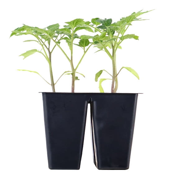 Expert Gardener 6" Red Roma Tomato Live Plants in 3" Grower Pot Full Sun 4 Pack