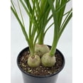 thumbnail image 3 of Florida House Plants Baby Ponytail Palms Live Plants in 4" Pot, 3 of 6