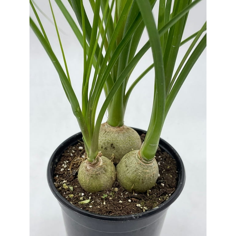 large peace lily plant Peace Lily Sensation