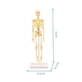 thumbnail image 4 of Amdohai Human Body Model Skeleton Simple Assembly Learning Tool Kit Anatomy Model Display STEM Educational, 4 of 6