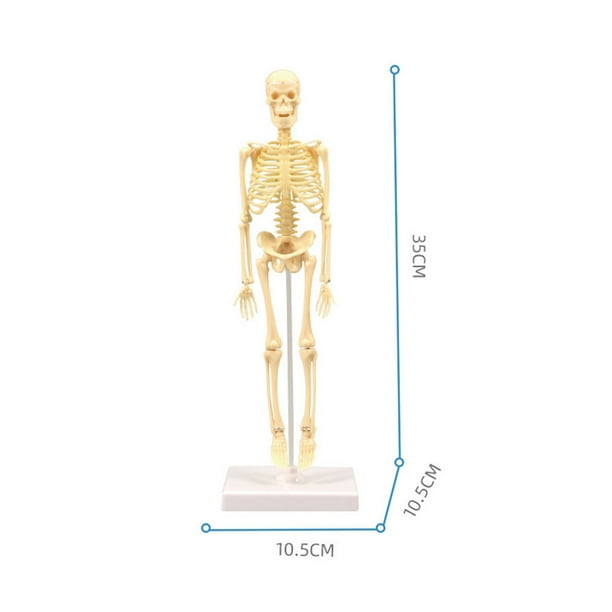 Graflsoa DIY Human Skeleton Model Kit for STEAM Education, Plastic