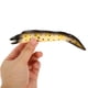 thumbnail image 4 of Figura de animal, modelo de anguila marina altamente simulado, juguete realista de morena, modelo de animal para el desarrollo cognitivo de los niños, 4 of 8
