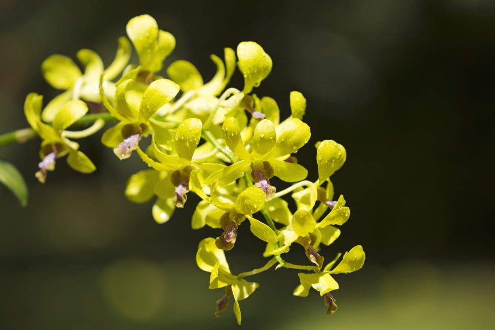 Yellow Dendrobium O