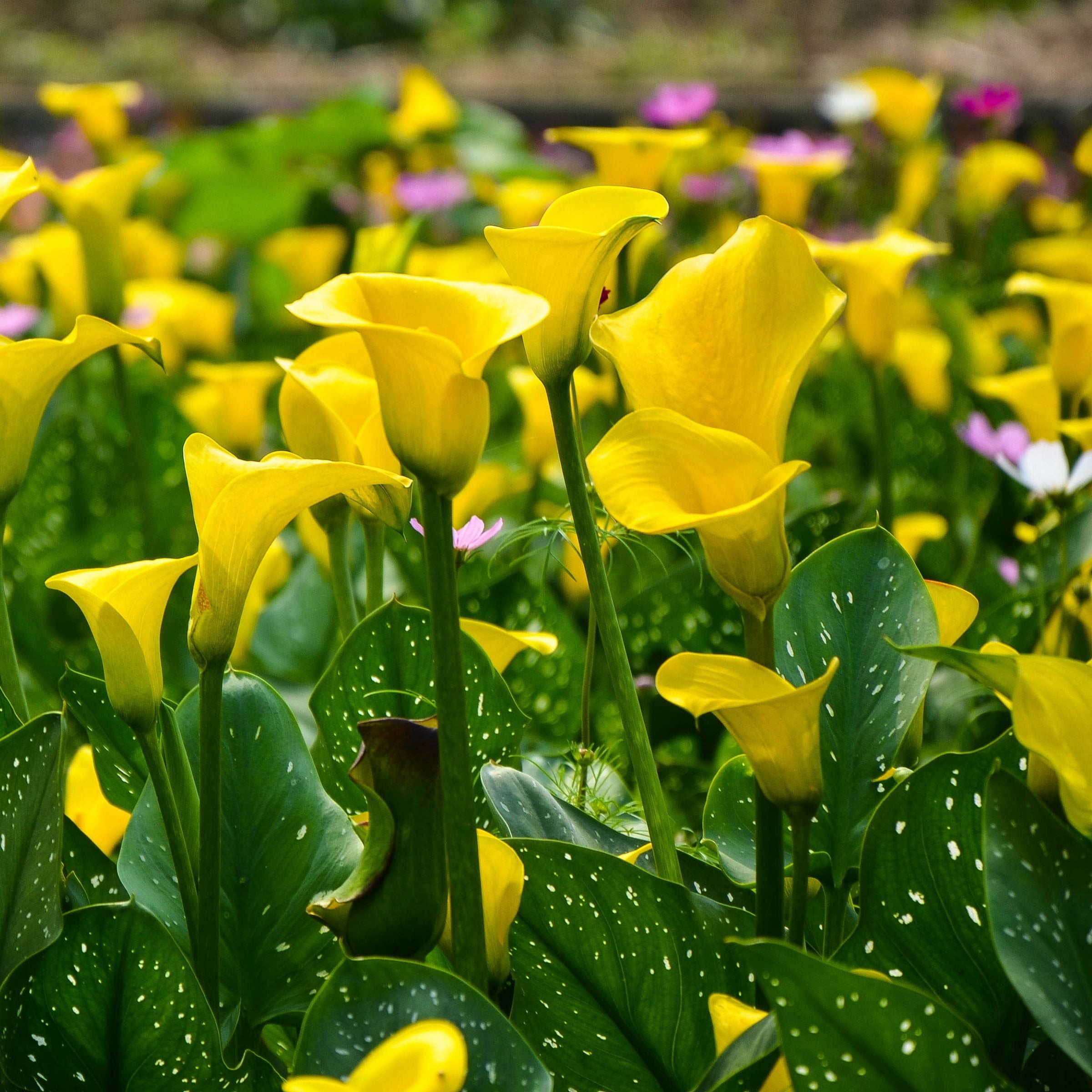 National Plant Network Calla Lily Sun Club Bulbs (3-Pack)
