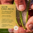 thumbnail image 4 of Shampoo Herbal Essences Bio:Renew Aloe & Mango 400 ml, 4 of 5