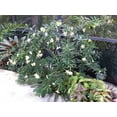 thumbnail image 4 of Lady of The Night  20 Live Plants  Brunfelsia Americana Nitida  Fragrant Tropical Bloomer  Perfect for Evening Gardens, 4 of 9