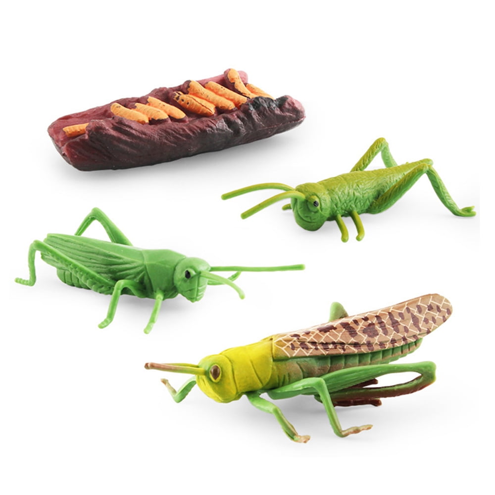 4pcs Realistic Grasshopper/Cicada/Bee/Spider Life Cycle Models Lovely