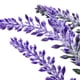 thumbnail image 5 of planta dec. lavanda 24cm, 5 of 7