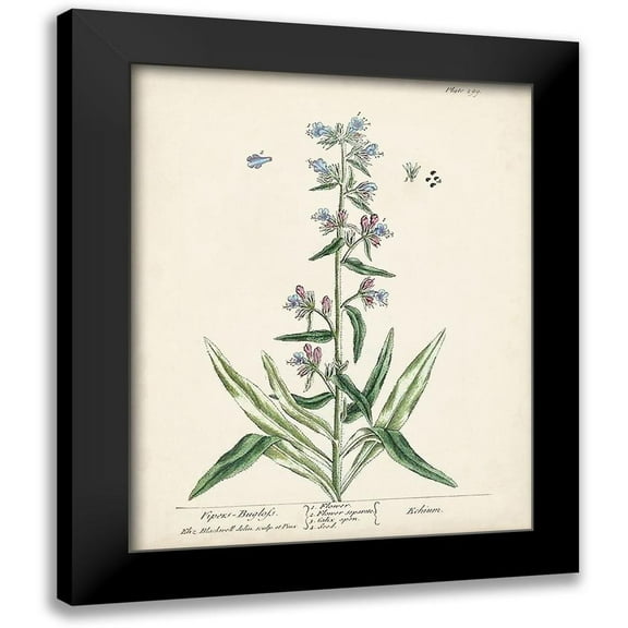 Unknown 12x14 Black Modern Framed Museum Art Print Titled - Antique Herbs II
