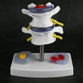 thumbnail image 1 of Filfeel Spine Model, PVC Durable Human Lumbar Model, More Clearly For Home Room Office Outdoor, 1 of 8