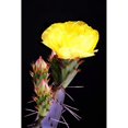 thumbnail image 3 of Taylor, Douglas 13x18 Black Modern Framed Museum Art Print Titled - Beginning the Month of Yellow, 3 of 5