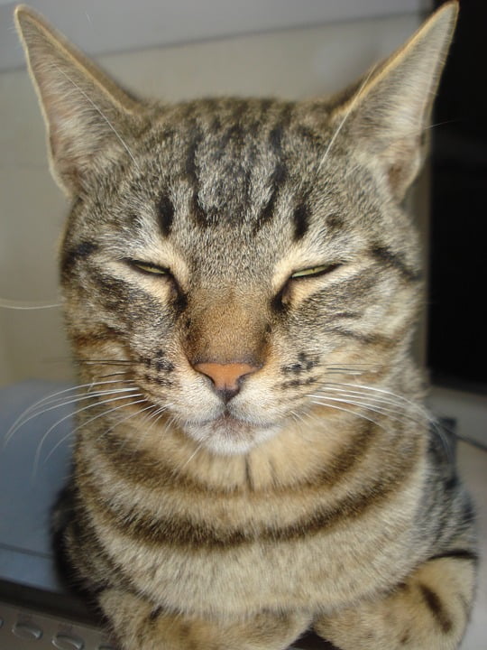 Walmart Cat Head 2024 leadctr