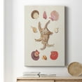 thumbnail image 6 of Knorr Shells & Coral II Premium Gallery Wrapped Canvas - Ready to Hang, 6 of 9