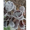 Canvas Print Winter Frozen Ice Frost Hoarfrost Cold Wintry Stretched Canvas 10 x 14