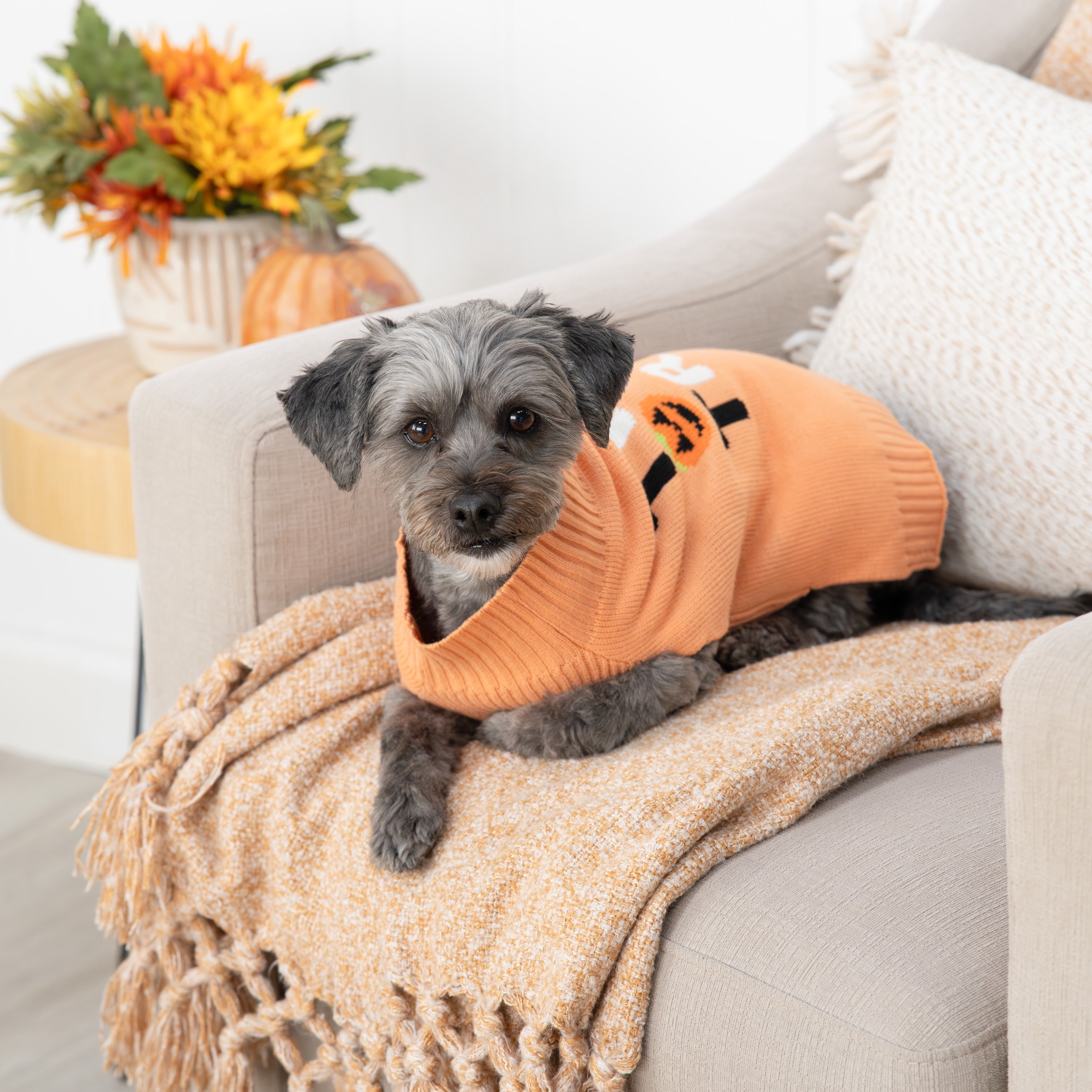 Vibrant Life, Dog and Cat Clothes, Trick or Treat Halloween Pet Sweater, Orange, Size Small
