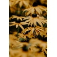 thumbnail image 4 of Brown-Eyed Susan Wildflower/ Biennal/ Full Sun/250 Seeds, 1/4 Gram/ Zellajake Farm and Garden - B116, 4 of 5