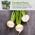 thumbnail image 7 of 2 Packs Snowball Turnip Seeds - Non-GMO Heirloom Full Sun Biennial Vegetable, 7 of 7