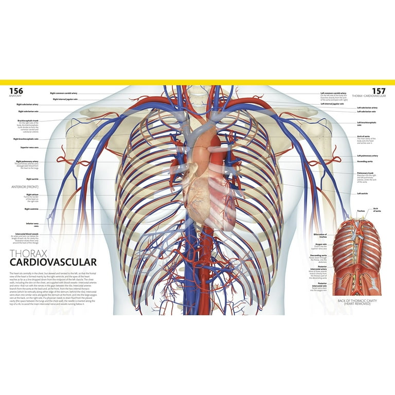 DK Human Body Guides: The Complete Human Body, 2nd Edition