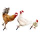 thumbnail image 5 of NUOLUX 3Ud Señal De Jardín En Acrílico Con De Gallina Para Exterior Navideña, 5 of 8