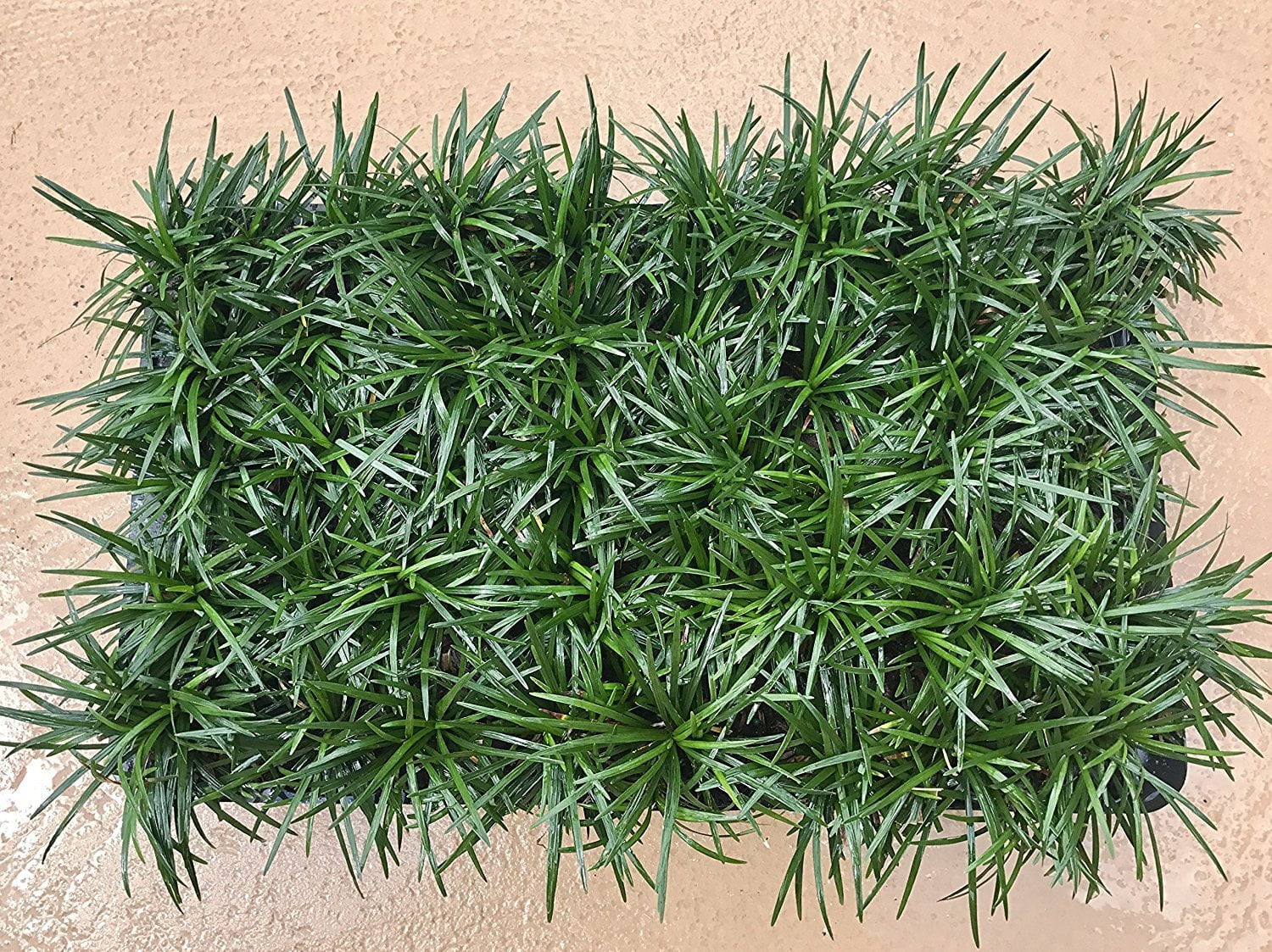 Dwarf Mondo Grass  72 Live Plants  Ophiopogon Japonicus Nanus  Shade Loving Evergreen Ground Cover