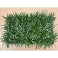 thumbnail image 2 of Dwarf Mondo Grass  72 Live Plants  Ophiopogon Japonicus Nanus  Shade Loving Evergreen Ground Cover, 2 of 9