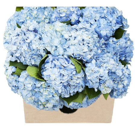 KaBloom: Fall Collection-Bulk 15 Blue Hydrangeas,Next-Day Delivery, Gift of Fresh Flowers for Every Occasion.