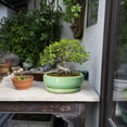 thumbnail image 6 of 8 inch Succulent Planter for Patio, Shallow Ceramic Pot with Drainage, Farmhouse Style Decor for Plants, Light Green, 6 of 8