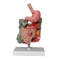 thumbnail image 3 of Modelo del digestivo humano, modelo de duodeno de rectum duodenum enseñanza enseñanza de la enseñanza d educativo para de, 3 of 8
