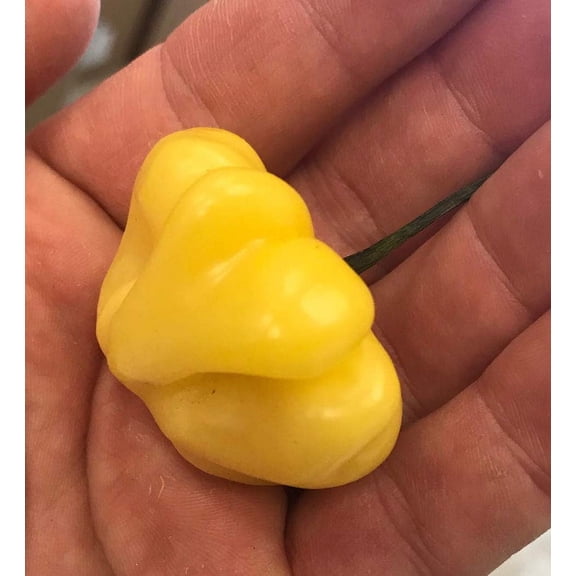Aji Brazilian Starfish Yellow Hot Pepper Premium Seeds Packet