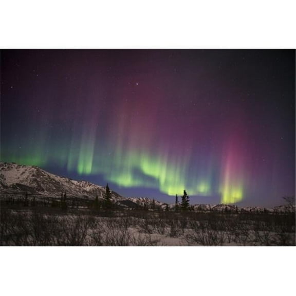 Green & Pink Aurora Borealis Over The Alaska Range in Denali National Park & Preserve Alaska Poster Print by Carl Johnson - 38 x 24 - Large