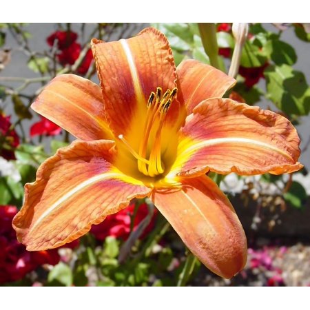 Classy Groundcovers, Hemerocallis 'Orange' (25 Bare Root plants)