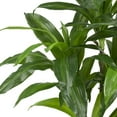 thumbnail image 2 of Nearly Natural Green 48" Dracaena with Basket Artificial Plant (Real Touch), Green, 2 of 4