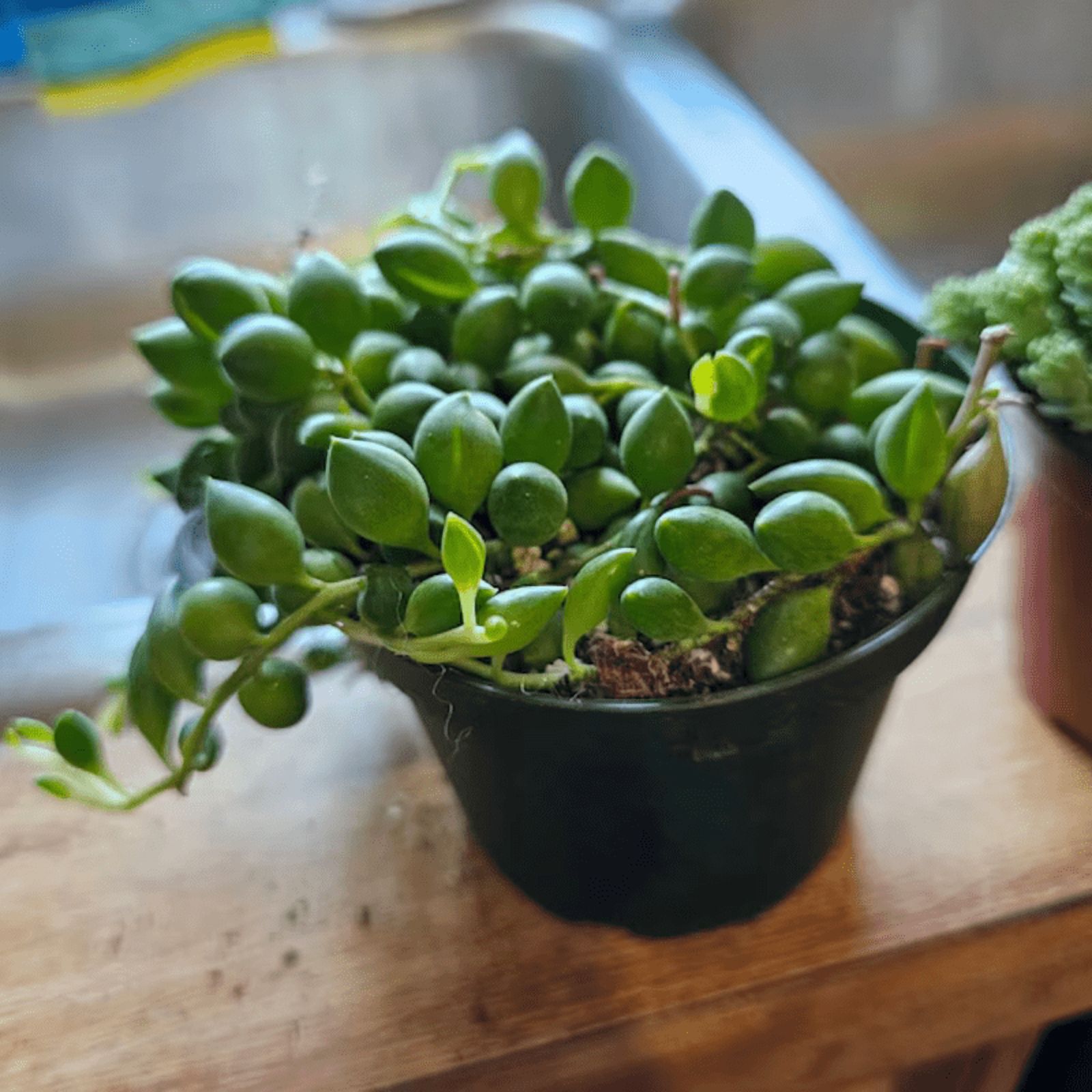 String of Pearls, Hanging Succulent, Trailing Succulent, Indoor Houseplant, Live Plant in 4'' Pearl Variegate