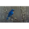 thumbnail image 2 of Goebel, Wilhelm 14x10 White Modern Wood Framed Museum Art Print Titled - Signals Of Spring - Eastern Bluebird, 2 of 4