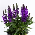 thumbnail image 2 of Expert Gardener Outdoor Live Plant Salvia Sage Noble Knight Purple 2.5QT, Partial Sun, 2 of 7