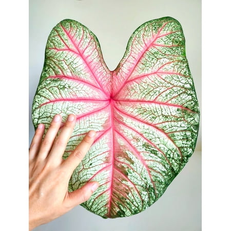 Blue Buddha Farm: Summer Pink Caladium (2 Bulbs) - Easy to Grow Indoor or Outdoor Perennial Plant