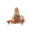 thumbnail image 4 of Papo Scorpion Figure, 4 of 6