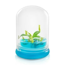 Miniature Pitcher Plant Terrarium, Nepenthes Tobaica, Hairy Pitfall Traps, Carnivorous Species