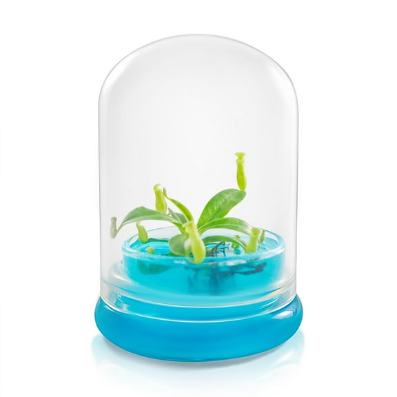 Miniature Pitcher Plant Terrarium, Nepenthes Tobaica, Hairy Pitfall Traps, Carnivorous Species