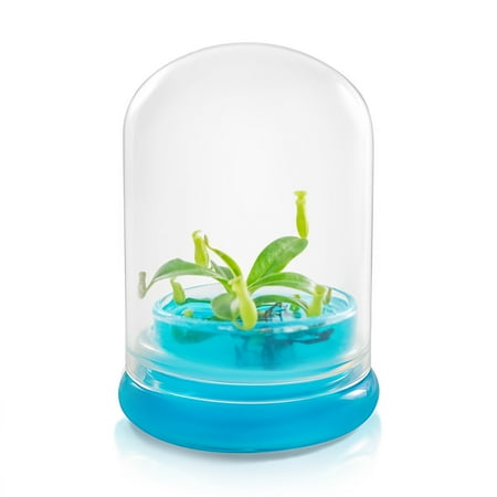 Miniature Pitcher Plant Terrarium, Nepenthes Tobaica, Hairy Pitfall Traps, Carnivorous Species