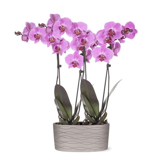 Just Add Ice 16-30" Pink Premium Orchid Duo Live Plants in 10" Silver Ceramic Planter, Indoor House Plant, Bright Indirect Lighting