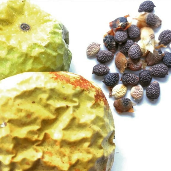 Passion Flower Seeds (Passiflora incarnata) 30 Seeds (1 grams)