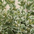 thumbnail image 4 of Danhjin Plas Tic Simulation Greenery Plastic Simulation Tree Leaves Simulation White Edge Leaves Mint Leaves Simulation Leaves Simulation Flowers Fake Flowers Greeneries Decoration, 4 of 7