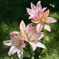 thumbnail image 1 of GSDWIUEW Lily Bulbs-2 or 4 Bulbs per Package Cold-Resistant Perennial Bulbs for Gardens, Easy-Grow. (Pink,4), 1 of 4