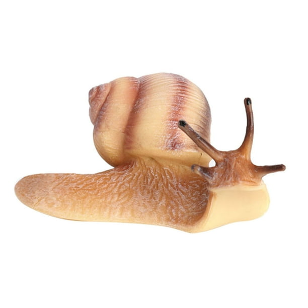 Realistic Snail Growth Cycle Cycle Snail Model Biology Toys