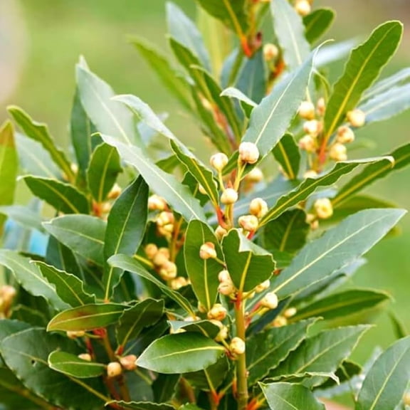 Bay Leaf Tree Plant Bay Laurel or Sweet Bay 6"